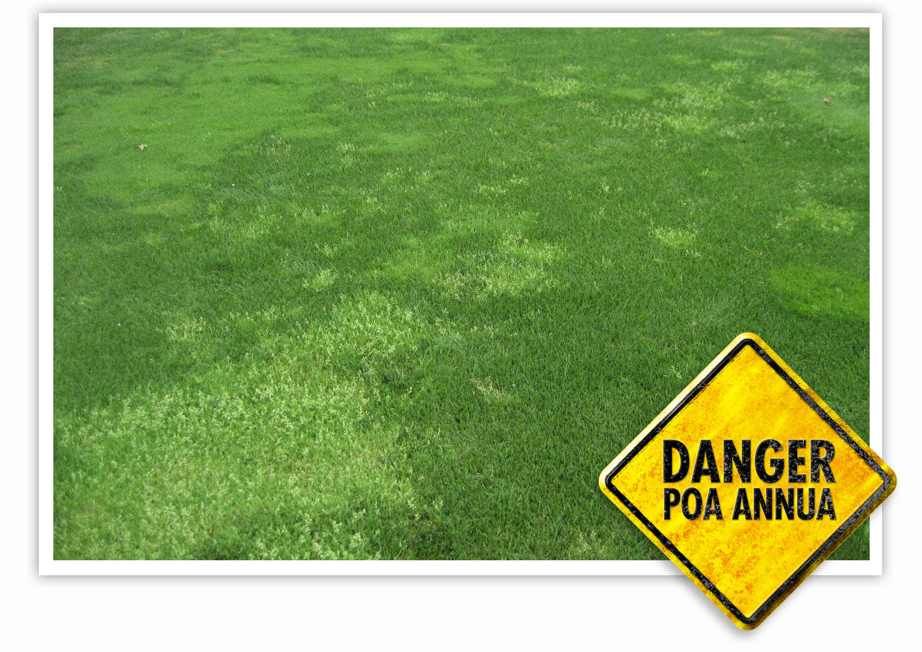 Visual_merit_Poa_annua (1).jpg